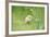 Chicken, Gallus Gallus Domesticus, Chick, Meadow, Front View, Standing, Looking at Camera-David & Micha Sheldon-Framed Photographic Print