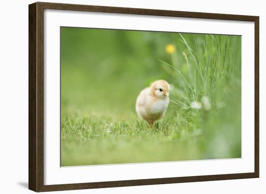 Chicken, Gallus Gallus Domesticus, Chick, Meadow, Front View, Standing, Looking at Camera-David & Micha Sheldon-Framed Photographic Print