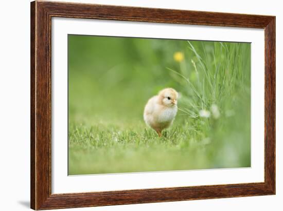 Chicken, Gallus Gallus Domesticus, Chick, Meadow, Front View, Standing, Looking at Camera-David & Micha Sheldon-Framed Photographic Print