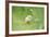 Chicken, Gallus Gallus Domesticus, Chick, Meadow, Front View, Standing, Looking at Camera-David & Micha Sheldon-Framed Photographic Print