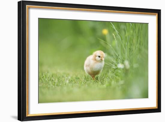 Chicken, Gallus Gallus Domesticus, Chick, Meadow, Front View, Standing, Looking at Camera-David & Micha Sheldon-Framed Photographic Print