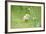 Chicken, Gallus Gallus Domesticus, Chick, Meadow, Front View, Standing, Looking at Camera-David & Micha Sheldon-Framed Photographic Print