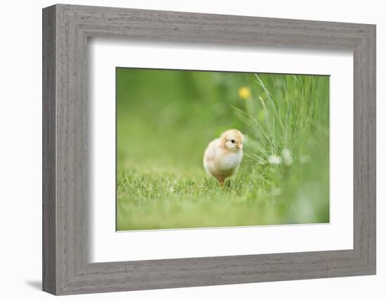 Chicken, Gallus Gallus Domesticus, Chick, Meadow, Front View, Standing, Looking at Camera-David & Micha Sheldon-Framed Photographic Print