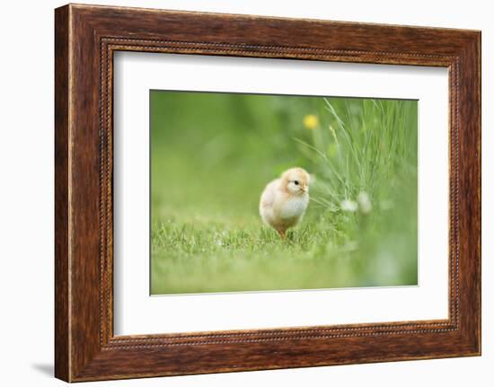 Chicken, Gallus Gallus Domesticus, Chick, Meadow, Front View, Standing, Looking at Camera-David & Micha Sheldon-Framed Photographic Print