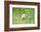 Chicken, Gallus Gallus Domesticus, Chick, Meadow, Front View, Standing, Looking at Camera-David & Micha Sheldon-Framed Photographic Print