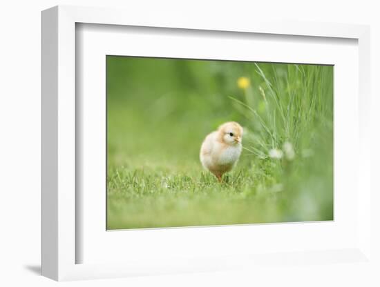 Chicken, Gallus Gallus Domesticus, Chick, Meadow, Front View, Standing, Looking at Camera-David & Micha Sheldon-Framed Photographic Print