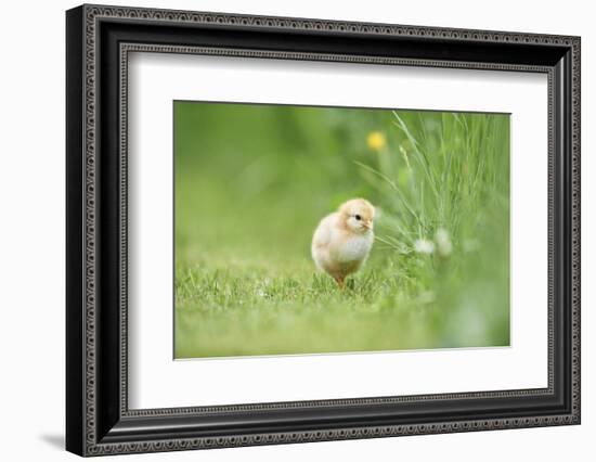 Chicken, Gallus Gallus Domesticus, Chick, Meadow, Front View, Standing, Looking at Camera-David & Micha Sheldon-Framed Photographic Print