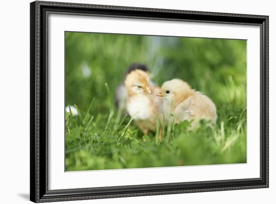 Chicken, Gallus Gallus Domesticus, Chicks, Meadow, at the Side, Is Standing-David & Micha Sheldon-Framed Photographic Print