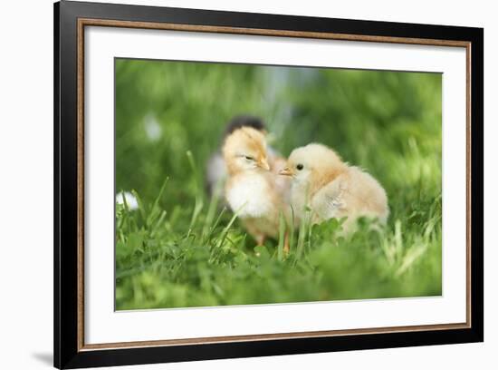 Chicken, Gallus Gallus Domesticus, Chicks, Meadow, at the Side, Is Standing-David & Micha Sheldon-Framed Photographic Print