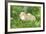 Chicken, Gallus Gallus Domesticus, Chicks, Meadow, at the Side, Is Standing-David & Micha Sheldon-Framed Photographic Print