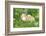 Chicken, Gallus Gallus Domesticus, Chicks, Meadow, at the Side, Is Standing-David & Micha Sheldon-Framed Photographic Print