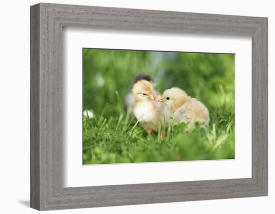 Chicken, Gallus Gallus Domesticus, Chicks, Meadow, at the Side, Is Standing-David & Micha Sheldon-Framed Photographic Print