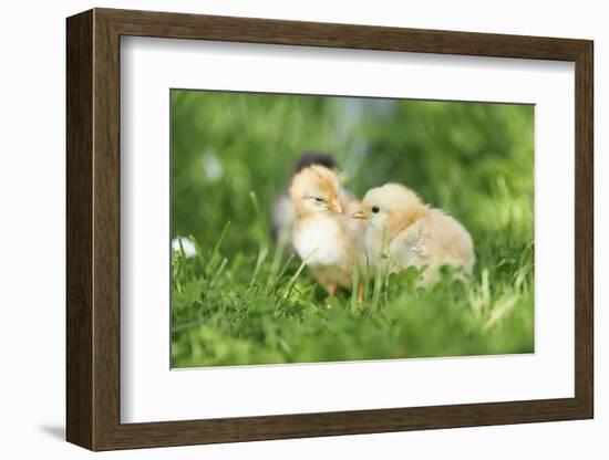 Chicken, Gallus Gallus Domesticus, Chicks, Meadow, at the Side, Is Standing-David & Micha Sheldon-Framed Photographic Print