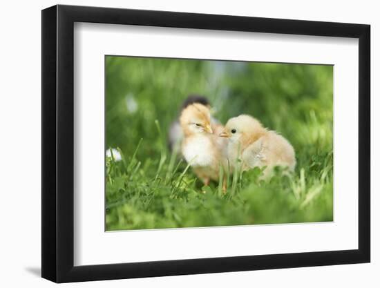 Chicken, Gallus Gallus Domesticus, Chicks, Meadow, at the Side, Is Standing-David & Micha Sheldon-Framed Photographic Print