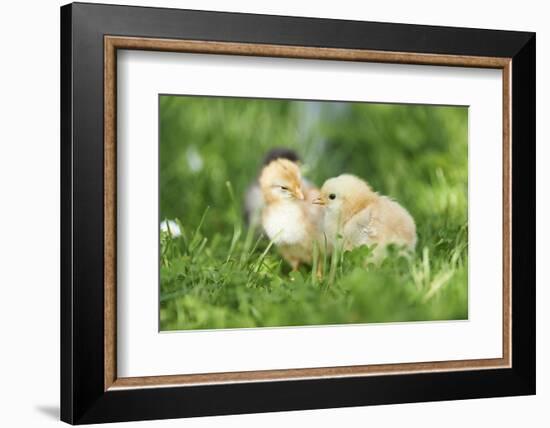 Chicken, Gallus Gallus Domesticus, Chicks, Meadow, at the Side, Is Standing-David & Micha Sheldon-Framed Photographic Print