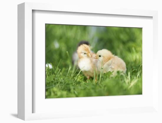 Chicken, Gallus Gallus Domesticus, Chicks, Meadow, at the Side, Is Standing-David & Micha Sheldon-Framed Photographic Print