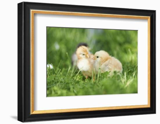 Chicken, Gallus Gallus Domesticus, Chicks, Meadow, at the Side, Is Standing-David & Micha Sheldon-Framed Photographic Print