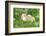 Chicken, Gallus Gallus Domesticus, Chicks, Meadow, at the Side, Is Standing-David & Micha Sheldon-Framed Photographic Print