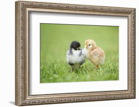 Chicken, Gallus Gallus Domesticus, Chicks, Meadow, at the Side, Is Standing-David & Micha Sheldon-Framed Photographic Print