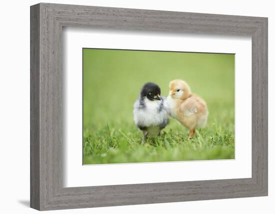 Chicken, Gallus Gallus Domesticus, Chicks, Meadow, at the Side, Is Standing-David & Micha Sheldon-Framed Photographic Print