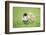 Chicken, Gallus Gallus Domesticus, Chicks, Meadow, at the Side, Is Standing-David & Micha Sheldon-Framed Photographic Print