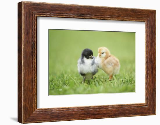 Chicken, Gallus Gallus Domesticus, Chicks, Meadow, at the Side, Is Standing-David & Micha Sheldon-Framed Photographic Print