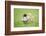 Chicken, Gallus Gallus Domesticus, Chicks, Meadow, at the Side, Is Standing-David & Micha Sheldon-Framed Photographic Print