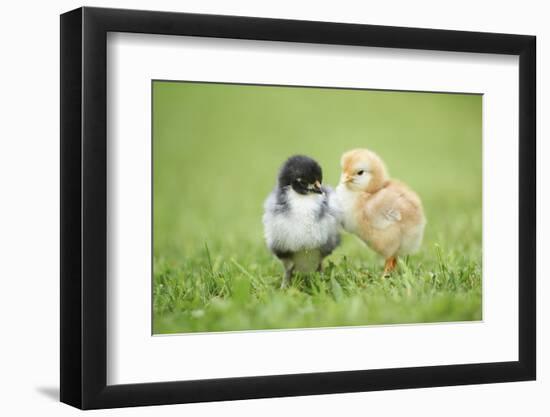 Chicken, Gallus Gallus Domesticus, Chicks, Meadow, at the Side, Is Standing-David & Micha Sheldon-Framed Photographic Print