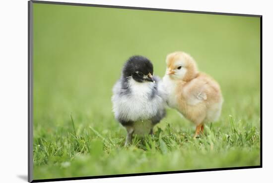 Chicken, Gallus Gallus Domesticus, Chicks, Meadow, at the Side, Is Standing-David & Micha Sheldon-Mounted Photographic Print