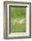 Chicken, Gallus Gallus Domesticus, Chicks, Meadow, at the Side, Is Standing-David & Micha Sheldon-Framed Photographic Print