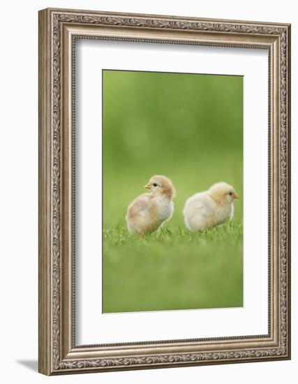 Chicken, Gallus Gallus Domesticus, Chicks, Meadow, at the Side, Is Standing-David & Micha Sheldon-Framed Photographic Print