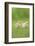 Chicken, Gallus Gallus Domesticus, Chicks, Meadow, at the Side, Is Standing-David & Micha Sheldon-Framed Photographic Print