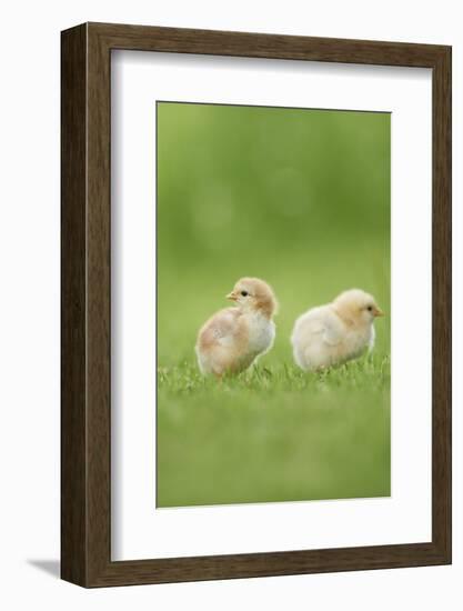 Chicken, Gallus Gallus Domesticus, Chicks, Meadow, at the Side, Is Standing-David & Micha Sheldon-Framed Photographic Print