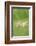 Chicken, Gallus Gallus Domesticus, Chicks, Meadow, at the Side, Is Standing-David & Micha Sheldon-Framed Photographic Print