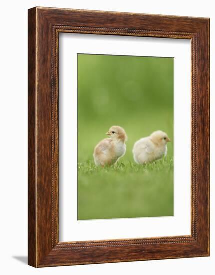 Chicken, Gallus Gallus Domesticus, Chicks, Meadow, at the Side, Is Standing-David & Micha Sheldon-Framed Photographic Print