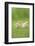 Chicken, Gallus Gallus Domesticus, Chicks, Meadow, at the Side, Is Standing-David & Micha Sheldon-Framed Photographic Print