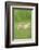 Chicken, Gallus Gallus Domesticus, Chicks, Meadow, at the Side, Is Standing-David & Micha Sheldon-Framed Photographic Print