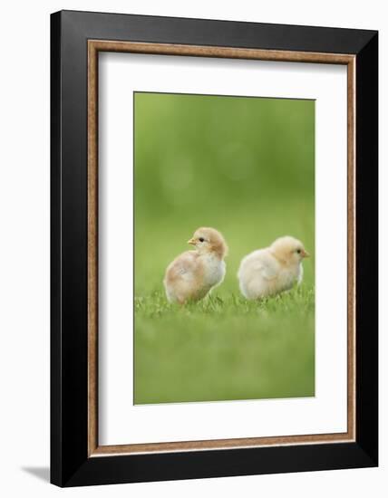 Chicken, Gallus Gallus Domesticus, Chicks, Meadow, at the Side, Is Standing-David & Micha Sheldon-Framed Photographic Print