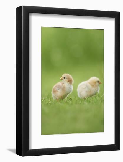 Chicken, Gallus Gallus Domesticus, Chicks, Meadow, at the Side, Is Standing-David & Micha Sheldon-Framed Photographic Print