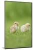 Chicken, Gallus Gallus Domesticus, Chicks, Meadow, at the Side, Is Standing-David & Micha Sheldon-Mounted Photographic Print