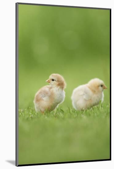 Chicken, Gallus Gallus Domesticus, Chicks, Meadow, at the Side, Is Standing-David & Micha Sheldon-Mounted Photographic Print