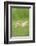 Chicken, Gallus Gallus Domesticus, Chicks, Meadow, at the Side, Is Standing-David & Micha Sheldon-Framed Photographic Print