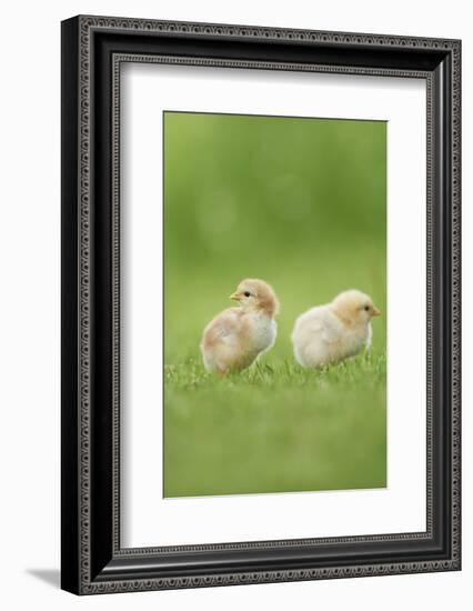 Chicken, Gallus Gallus Domesticus, Chicks, Meadow, at the Side, Is Standing-David & Micha Sheldon-Framed Photographic Print