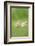 Chicken, Gallus Gallus Domesticus, Chicks, Meadow, at the Side, Is Standing-David & Micha Sheldon-Framed Photographic Print