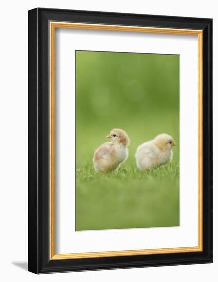 Chicken, Gallus Gallus Domesticus, Chicks, Meadow, at the Side, Is Standing-David & Micha Sheldon-Framed Photographic Print