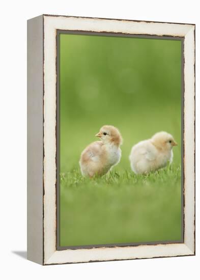 Chicken, Gallus Gallus Domesticus, Chicks, Meadow, at the Side, Is Standing-David & Micha Sheldon-Framed Premier Image Canvas