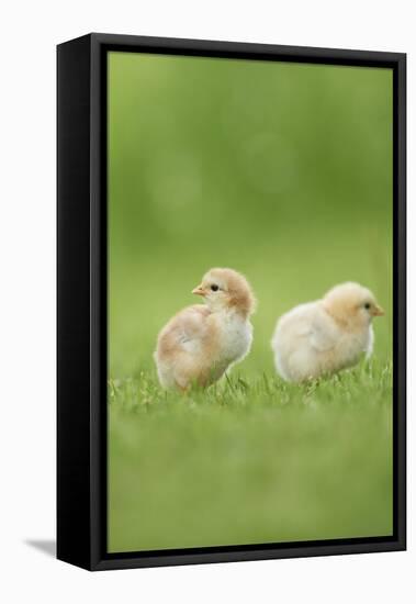 Chicken, Gallus Gallus Domesticus, Chicks, Meadow, at the Side, Is Standing-David & Micha Sheldon-Framed Premier Image Canvas