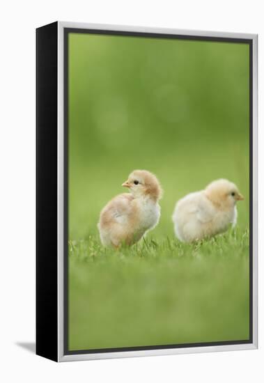 Chicken, Gallus Gallus Domesticus, Chicks, Meadow, at the Side, Is Standing-David & Micha Sheldon-Framed Premier Image Canvas