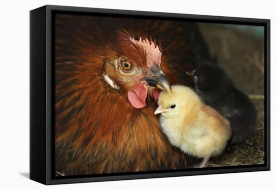 Chicken Hen with Chicks-null-Framed Premier Image Canvas