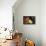 Chicken Hen with Chicks-null-Photographic Print displayed on a wall